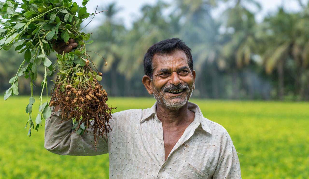 Groundnut Harvest