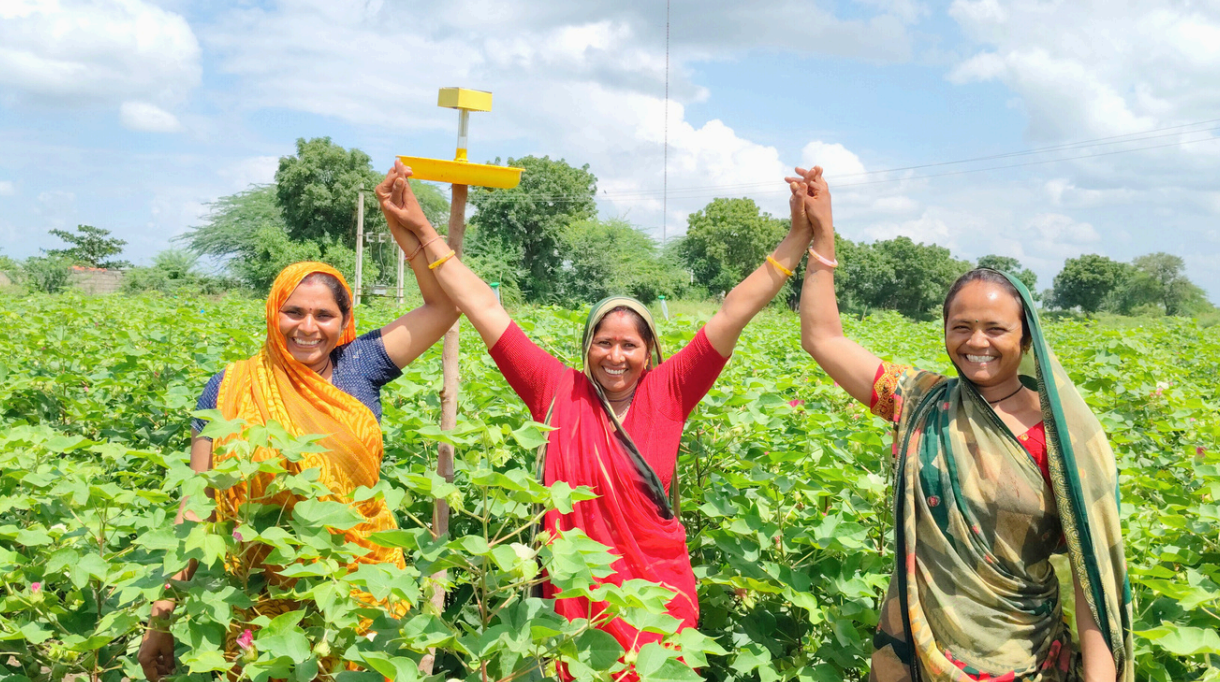 Women Farmers — Cotton Field